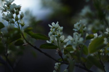 Amelanchier, Shadbush ya da Serviceberry 'nin tomurcuklanan beyaz dalları bahçede bulanık bir arka planda,