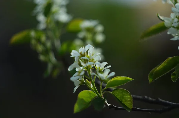 Ανθισμένα Και Ανθισμένα Λευκά Κλαδιά Ενός Amelanchier Θάμνου Shadbush Serviceberry — Φωτογραφία Αρχείου