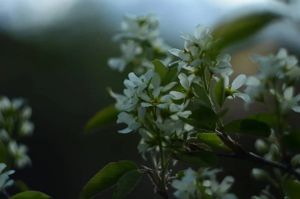 Budowanie Kwitnienie Białych Gałęzi Krzewu Amelanchier Lub Shadbush Lub Serviceberry — Zdjęcie stockowe