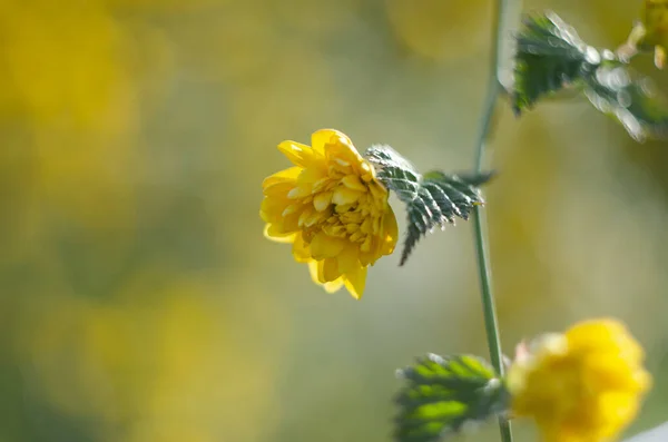 Részletek Egy Sárga Virágos Növény Kerria Japonica Pleniflora Dupla Virág — Stock Fotó