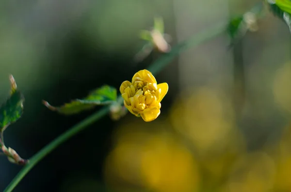 Részletek Egy Sárga Virágos Növény Kerria Japonica Pleniflora Dupla Virág — Stock Fotó