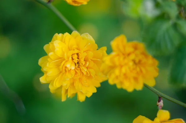 Részletek Egy Sárga Virágos Növény Kerria Japonica Pleniflora Dupla Virág — Stock Fotó