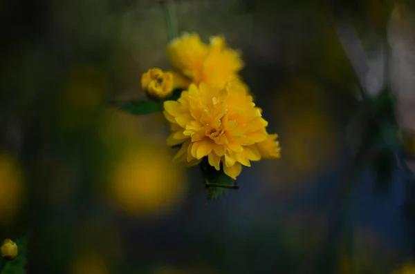 노란색 식물의 Kerria Japonica Diplomiflifloric Double Flower Close — 스톡 사진