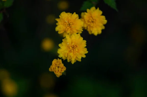Detalhes Uma Planta Flores Amarelas Kerria Japonica Pleniflora Flor Dupla — Fotografia de Stock