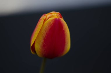 Bir kırmızı ve sarı lale çiçeği arka planda bulanık açar.