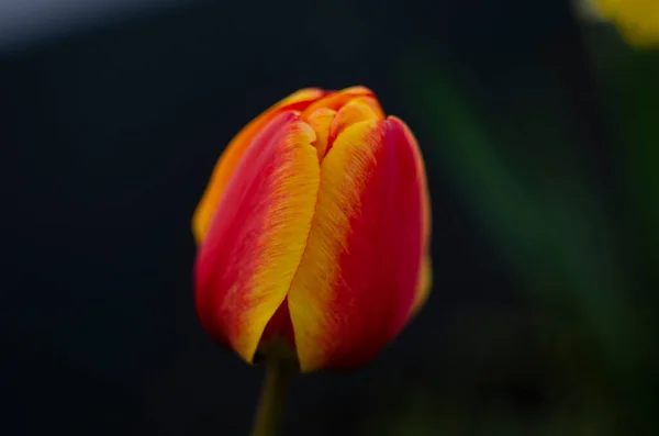 Egy Piros Sárga Tulipán Virág Virágzik Háttér Elmosódott — Stock Fotó