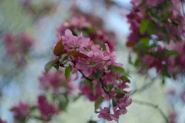 Kwitnący Rajski Jabłoń Czerwone Kwiaty Liście Rajskich Jabłoni — Zdjęcie stockowe