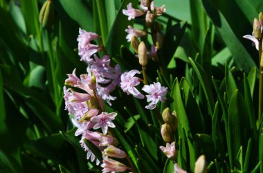 Pembe sümbül, Pembe sümbül, Hyacinthus orientalis - yeşil arka planda yaygın, Hollandalı veya bahçe sümbülü