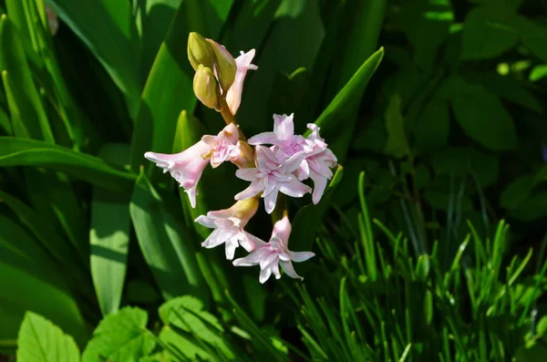 Pink Hyacinth Pink Hyacinth Hyacinthus Orientalis Общий Голландский Садовый Гиацинт — стоковое фото
