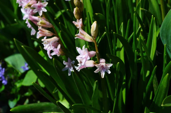 Pink Hyacinth Pink Hyacinth Hyacinthus Orientalis 배경에 수있는 네덜란드나 정원의 — 스톡 사진