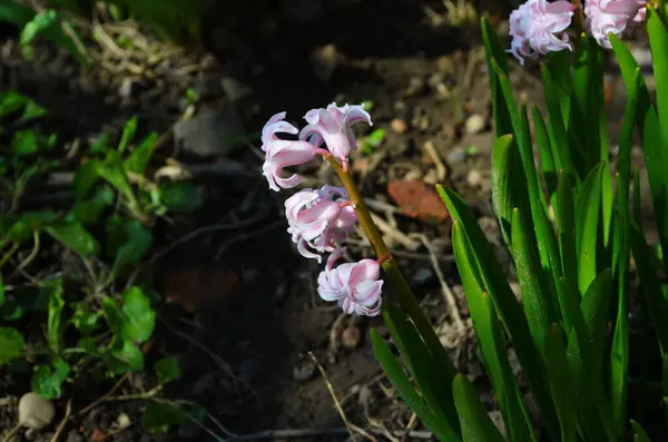 Pink Hyacinth Pink Hyacinth Hyacinthus Orientalis Общий Голландский Садовый Гиацинт — стоковое фото