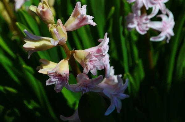 Růžová Hyacinth Růžová Hyacinth Hyacinthus Orientalis Běžné Holandské Nebo Zahradní — Stock fotografie