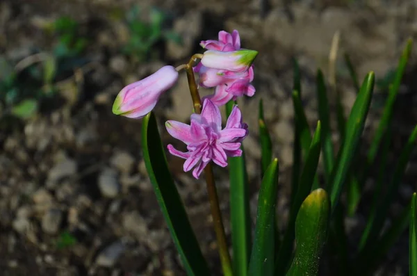 Pink Hyacinth Pink Hyacinth Hyacinthus Orientalis 배경에 수있는 네덜란드나 정원의 — 스톡 사진