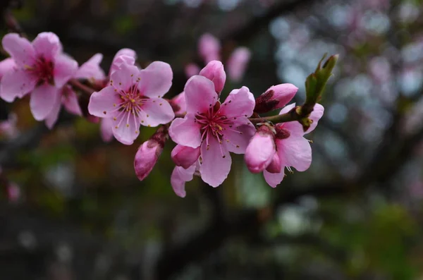 Peach Flower Blooming Garden Closeup Photo — Stock Photo, Image