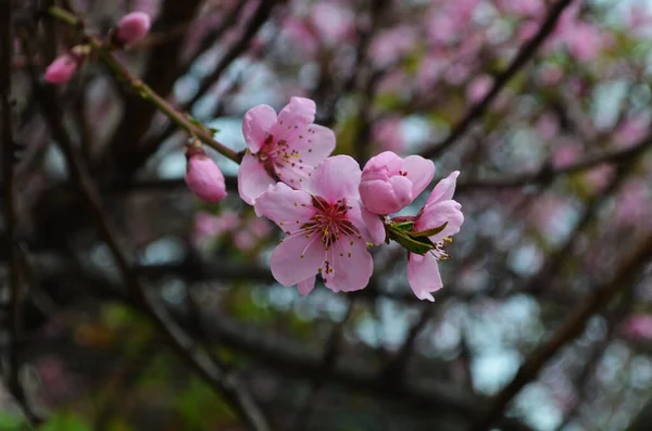 庭に咲く桃の花 写真のクローズアップ — ストック写真