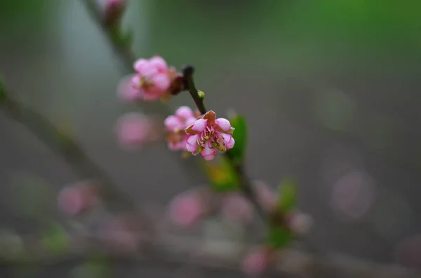 Broskvový Květ Kvetoucí Zahradě Detailní Záběr Fotografie — Stock fotografie