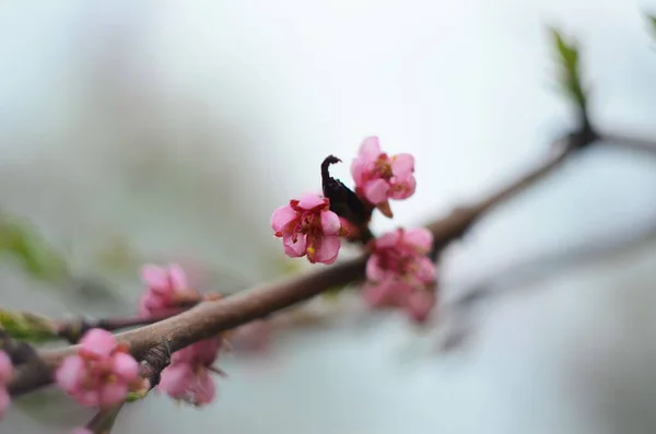Peach Flower Blooming Garden Closeup Photo — Stock Photo, Image
