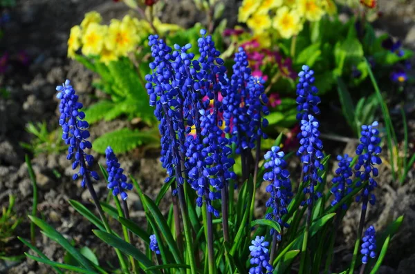 Flor Muscari Muscari Armeniacum Jacintos Uva Flores Primavera Muscari Armeniacum — Foto de Stock