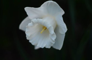 Narcissus çiçeği. Narcissus nergis çiçekleri ve yeşil yapraklar arka plan.