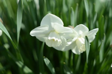 Narcissus çiçeği. Narcissus nergis çiçekleri ve yeşil yapraklar arka plan.