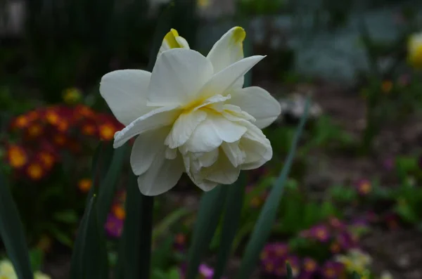 Narzissenblüte Narcissus Narzissenblüten Und Grüne Blätter Hintergrund — Stockfoto