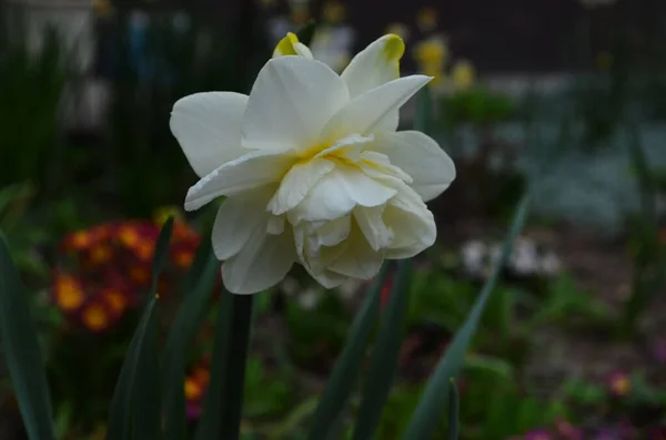 Narcissus Blomma Narcissus Påsklilja Blommor Och Gröna Blad Bakgrund — Stockfoto