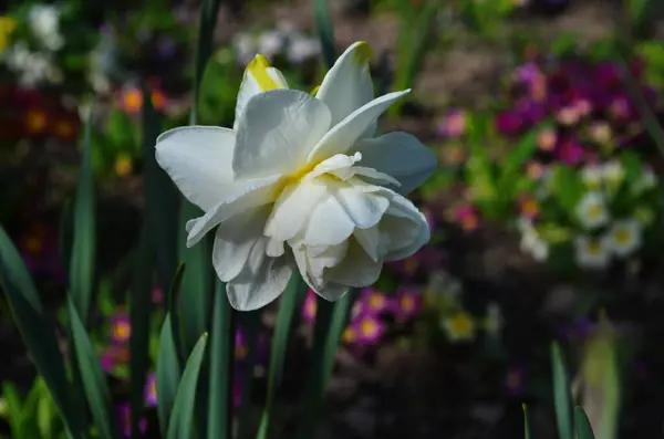 Narcissus Blomma Narcissus Påsklilja Blommor Och Gröna Blad Bakgrund — Stockfoto