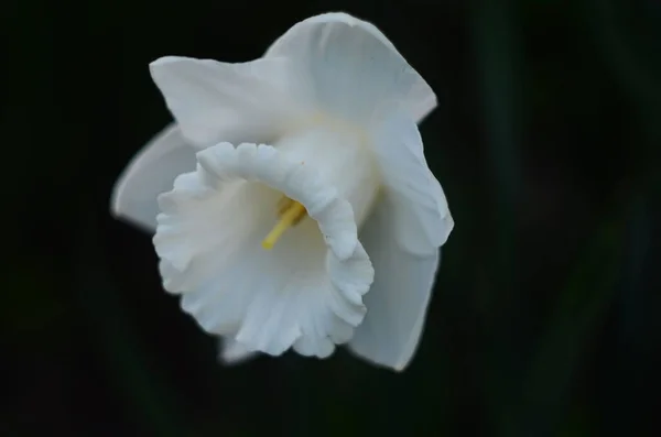 Narcyzowy Kwiat Narcyz Żonkil Kwiaty Zielone Liście Tło — Zdjęcie stockowe