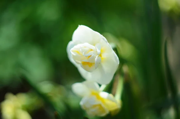 Narzissenblüte Narcissus Narzissenblüten Und Grüne Blätter Hintergrund — Stockfoto