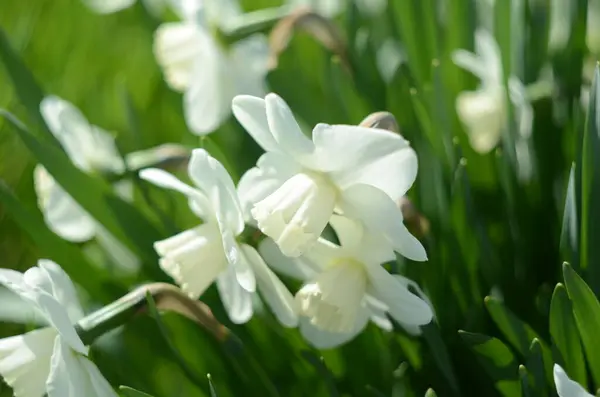 Narzissenblüte Narcissus Narzissenblüten Und Grüne Blätter Hintergrund — Stockfoto