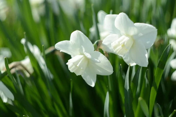 Narzissenblüte Narcissus Narzissenblüten Und Grüne Blätter Hintergrund — Stockfoto