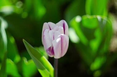 Kışın veya ilkbaharda lale tarlasında yeşil yapraklı lale çiçeği. Kartpostal süsleme ve tarım konsepti tasarımı için..