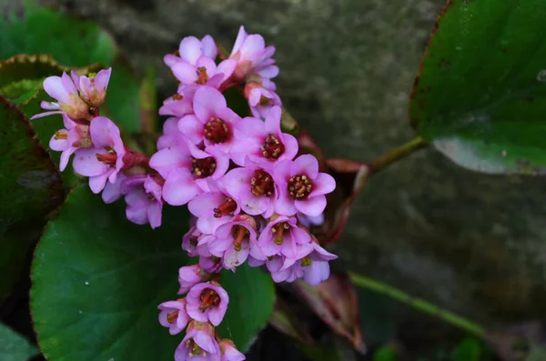 Close Bergenia Cordifolia Purpurea Flowering Spike Bergenia Genus Ten Species — Stock Photo, Image