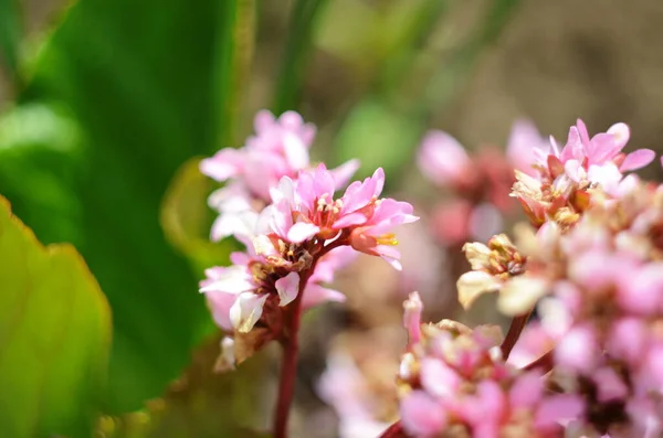 Close Van Bergenia Cordifolia Purpurea Bloeipiek Bergenia Een Geslacht Van — Stockfoto