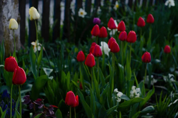 Lits de fleurs de tulipes colorées et chemin de pierre dans un jardin de printemps — Photo