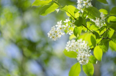 Baharda mavi gökyüzüne karşı kiraz ağacı