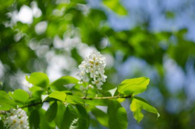 Baharda mavi gökyüzüne karşı kiraz ağacı