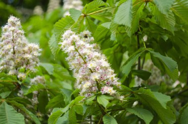 Ormanda at kestanesi ağaçları çiçek açar.