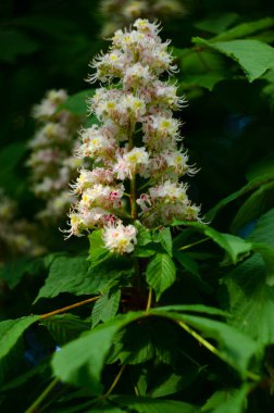 Ormanda at kestanesi ağaçları çiçek açar.