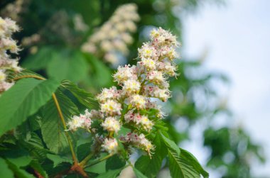 Ormanda at kestanesi ağaçları çiçek açar.