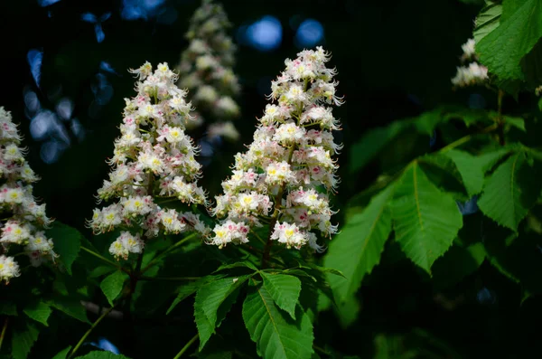 Hästkastanj Träd Blommar Skogen — Stockfoto