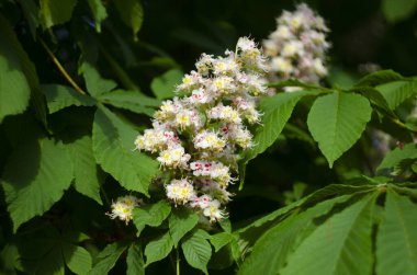 Ormanda at kestanesi ağaçları çiçek açar.