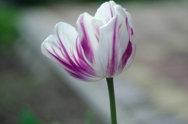 Beyaz ve kırmızı lale arka planı. Yeşil yapraklı beyaz kırmızı lale. Kırmızı ve beyaz laleler. Darwin melez laleleri. Lale arkaplanı. Renkli çiçek tebrik kartı..