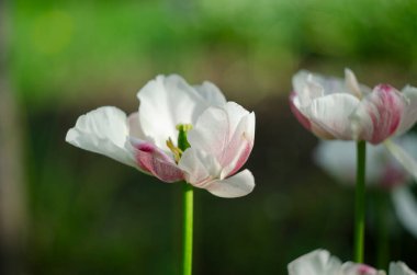 Beyaz ve kırmızı lale arka planı. Yeşil yapraklı beyaz kırmızı lale. Kırmızı ve beyaz laleler. Darwin melez laleleri. Lale arkaplanı. Renkli çiçek tebrik kartı..