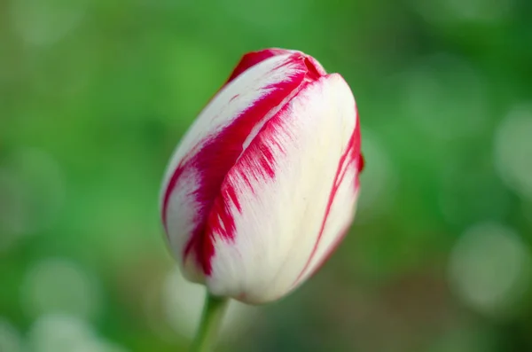 White and red tulip background. White red tulip in green foliage. Red and white tulips.Darwin hybrid tulips. Tulip backdrop. Colorful floral greeting card.