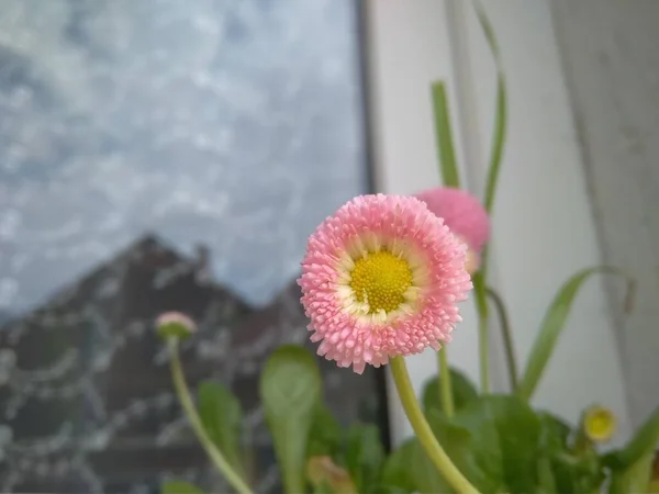 Pink Bellis Perennis花 — 图库照片