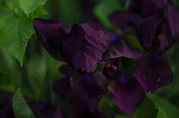 虹彩の葉の近くに黒い紫色の虹彩の花 — ストック写真