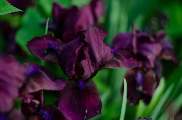 Black Purple Iris Flower Close Iris Leaves — Stock Photo, Image
