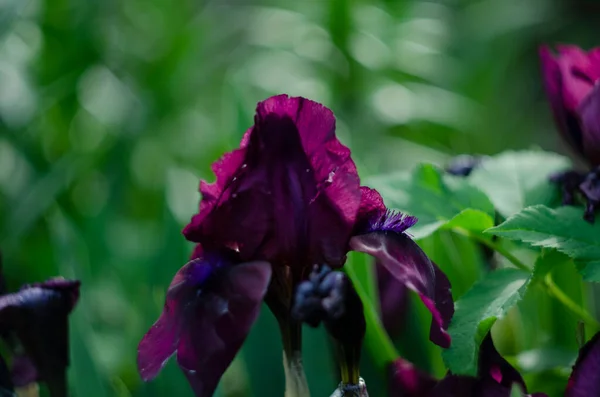 Bunga Iris Ungu Hitam Menutup Daun Iris — Stok Foto