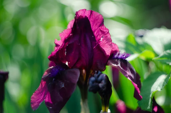Flor Iris Púrpura Negra Cerca Las Hojas Del Iris — Foto de Stock